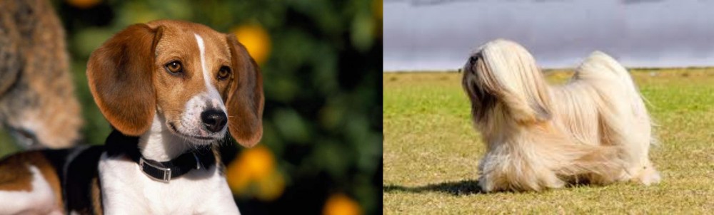 Lhasa Apso vs American Foxhound - Breed Comparison