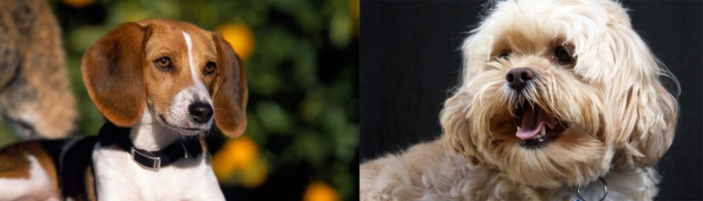 Lhasapoo vs American Foxhound - Breed Comparison