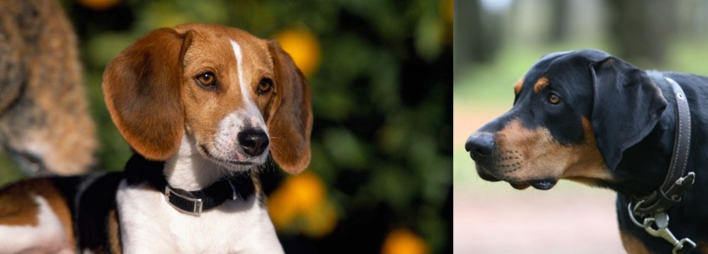 Lithuanian Hound vs American Foxhound - Breed Comparison