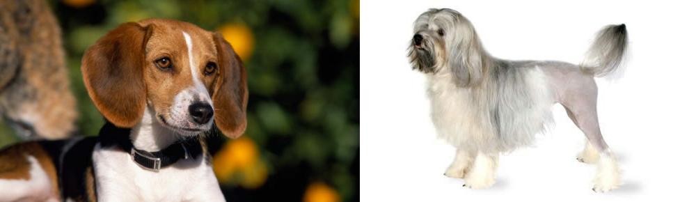 Lowchen vs American Foxhound - Breed Comparison