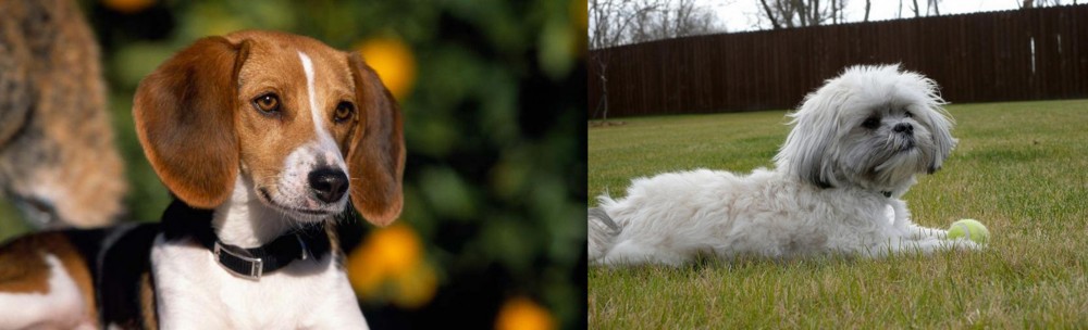 Mal-Shi vs American Foxhound - Breed Comparison
