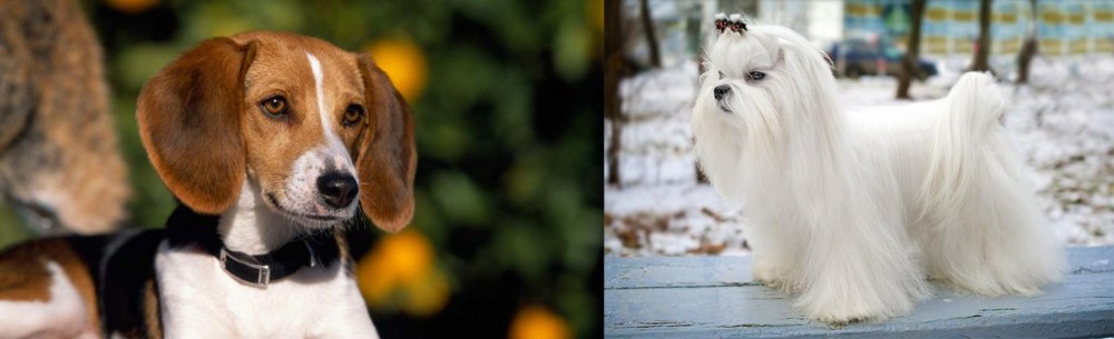 Maltese vs American Foxhound - Breed Comparison