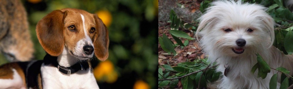 Malti-Pom vs American Foxhound - Breed Comparison