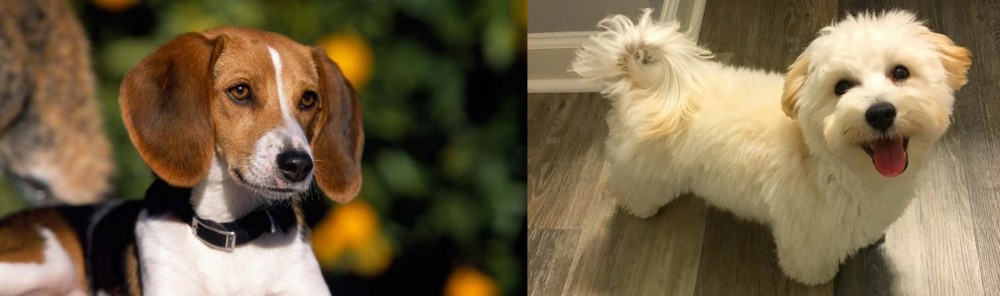 Maltipoo vs American Foxhound - Breed Comparison