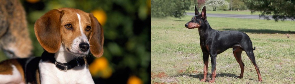 Manchester Terrier vs American Foxhound - Breed Comparison
