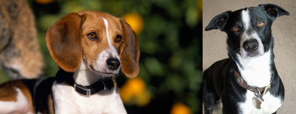 McNab vs American Foxhound - Breed Comparison