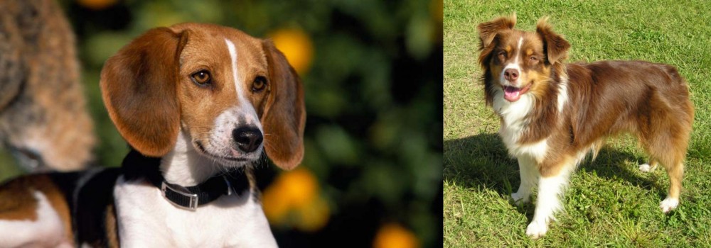 Miniature Australian Shepherd vs American Foxhound - Breed Comparison