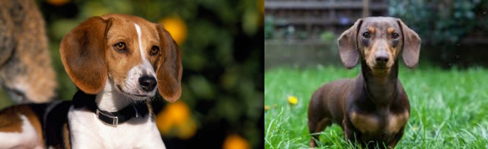 Miniature Dachshund vs American Foxhound - Breed Comparison