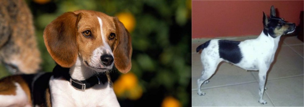 Miniature Fox Terrier vs American Foxhound - Breed Comparison