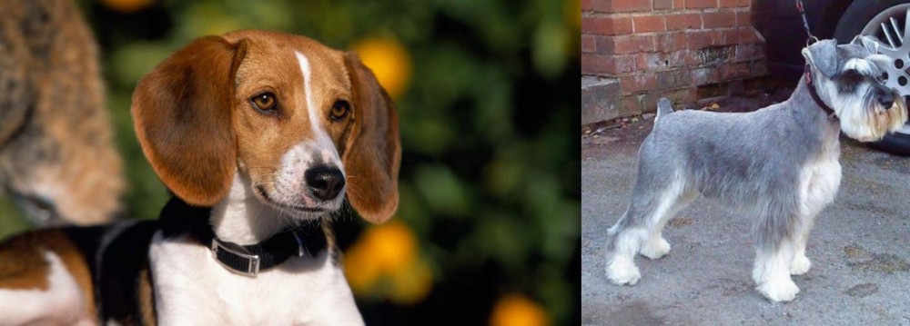 Miniature Schnauzer vs American Foxhound - Breed Comparison