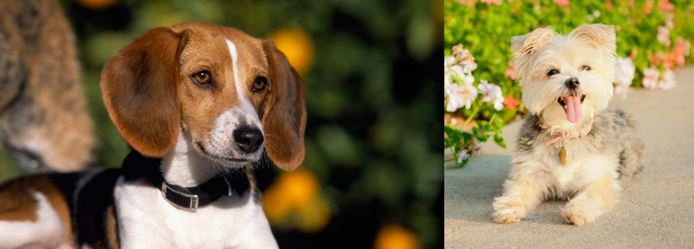 Morkie vs American Foxhound - Breed Comparison