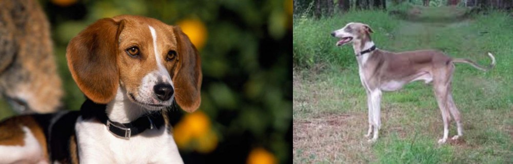 Mudhol Hound vs American Foxhound - Breed Comparison