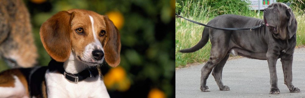 Neapolitan Mastiff vs American Foxhound - Breed Comparison