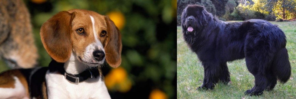 Newfoundland Dog vs American Foxhound - Breed Comparison