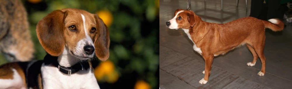 Osterreichischer Kurzhaariger Pinscher vs American Foxhound - Breed Comparison