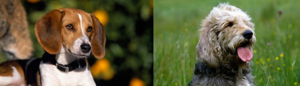 Otterhound vs American Foxhound - Breed Comparison