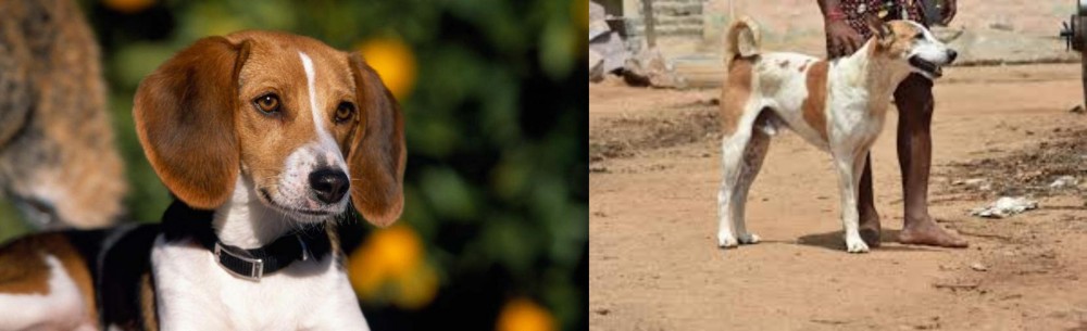 Pandikona vs American Foxhound - Breed Comparison