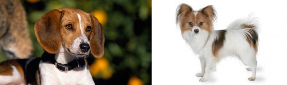 Papillon vs American Foxhound - Breed Comparison