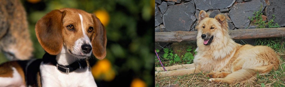 Pastor Garafiano vs American Foxhound - Breed Comparison