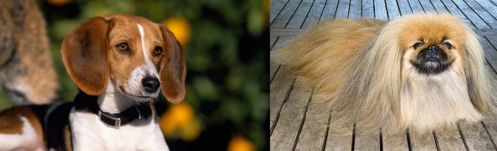 Pekingese vs American Foxhound - Breed Comparison