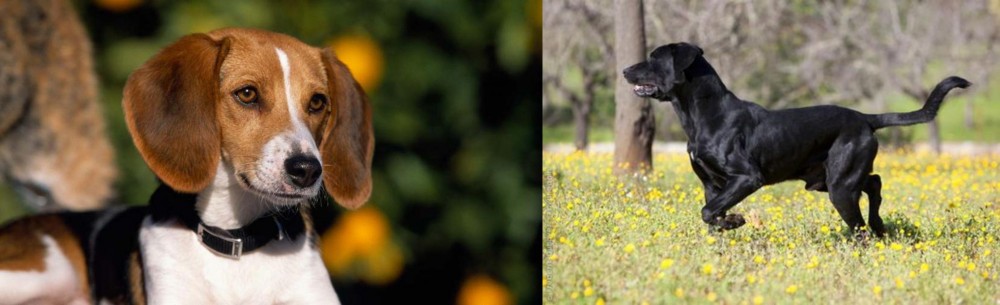 Perro de Pastor Mallorquin vs American Foxhound - Breed Comparison