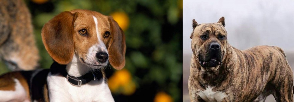 Perro de Presa Canario vs American Foxhound - Breed Comparison