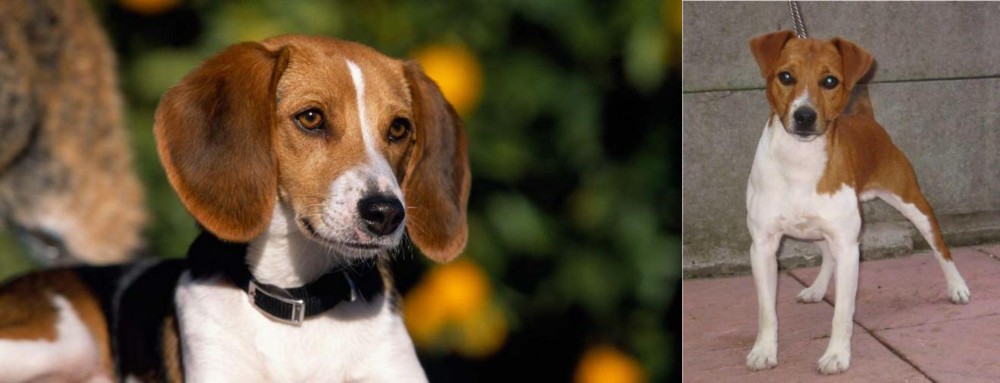 Plummer Terrier vs American Foxhound - Breed Comparison