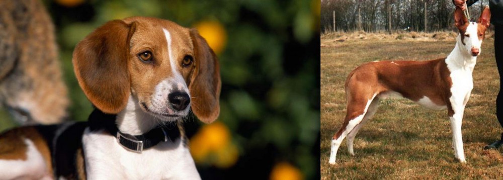 Podenco Canario vs American Foxhound - Breed Comparison