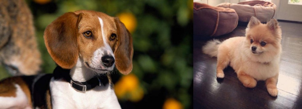 Pomeranian vs American Foxhound - Breed Comparison