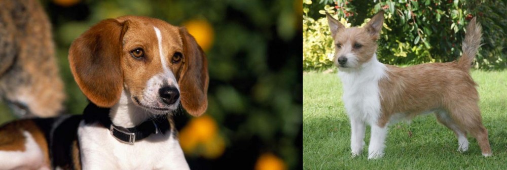 Portuguese Podengo vs American Foxhound - Breed Comparison