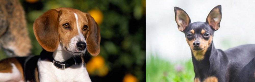 Prazsky Krysarik vs American Foxhound - Breed Comparison