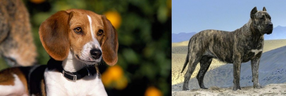 Presa Canario vs American Foxhound - Breed Comparison