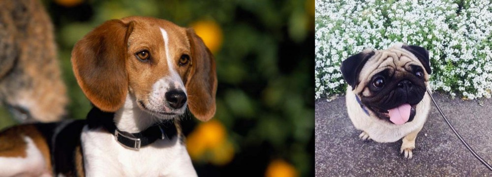 Pug vs American Foxhound - Breed Comparison