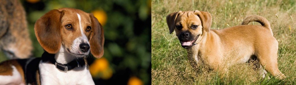 Puggle vs American Foxhound - Breed Comparison
