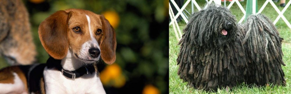 Puli vs American Foxhound - Breed Comparison