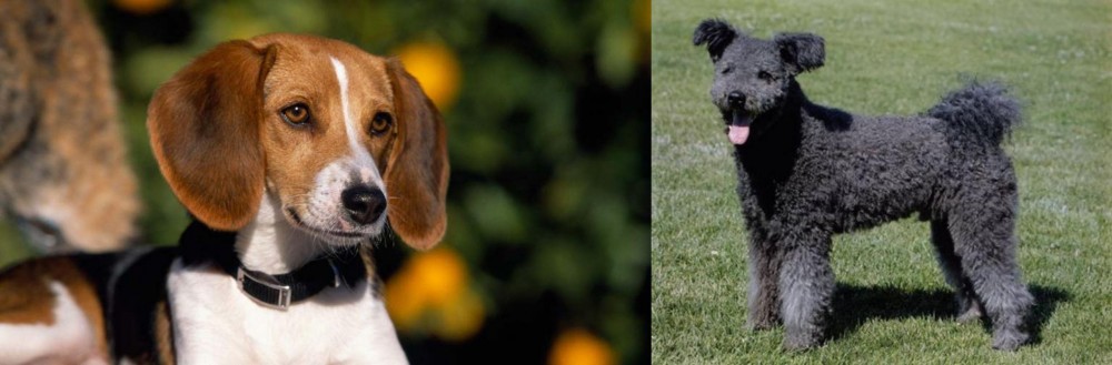 Pumi vs American Foxhound - Breed Comparison
