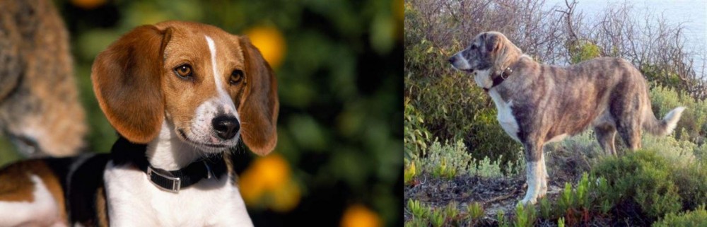 Rafeiro do Alentejo vs American Foxhound - Breed Comparison
