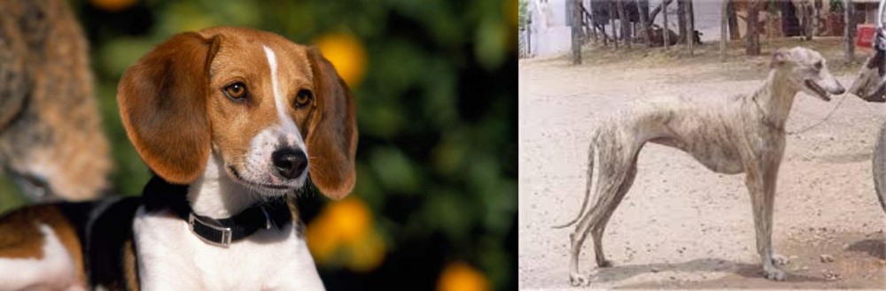 Rampur Greyhound vs American Foxhound - Breed Comparison