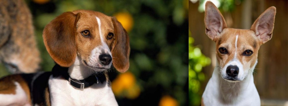 Rat Terrier vs American Foxhound - Breed Comparison