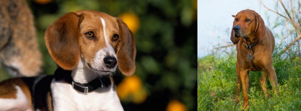 Redbone Coonhound vs American Foxhound - Breed Comparison