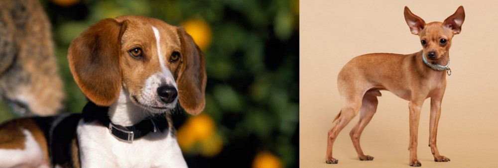 Russian Toy Terrier vs American Foxhound - Breed Comparison