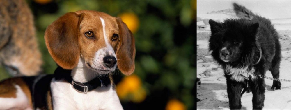 Sakhalin Husky vs American Foxhound - Breed Comparison