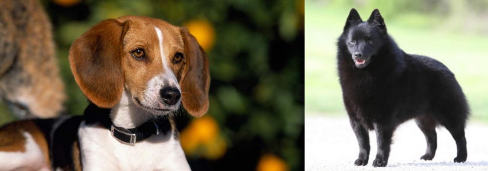 Schipperke vs American Foxhound - Breed Comparison