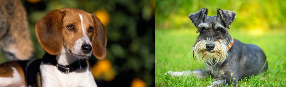 Schnauzer vs American Foxhound - Breed Comparison