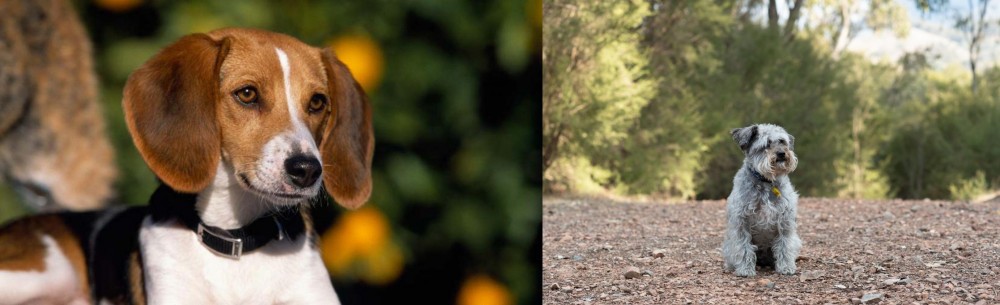 Schnoodle vs American Foxhound - Breed Comparison