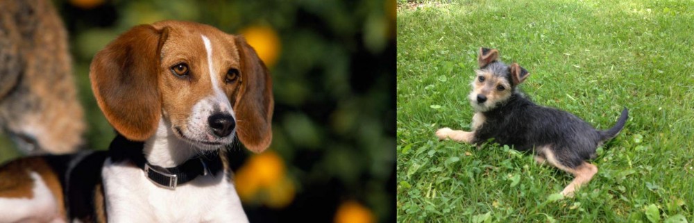 Schnorkie vs American Foxhound - Breed Comparison