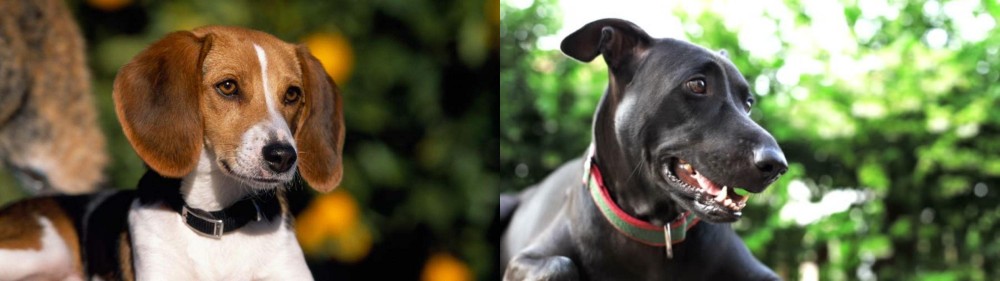 Shepard Labrador vs American Foxhound - Breed Comparison