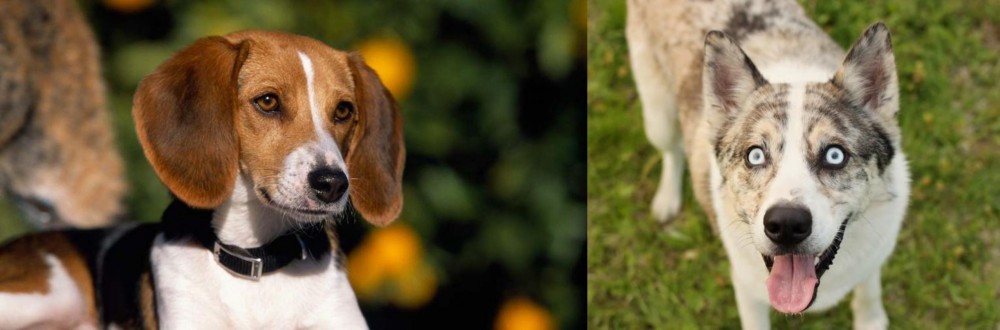 Shepherd Husky vs American Foxhound - Breed Comparison