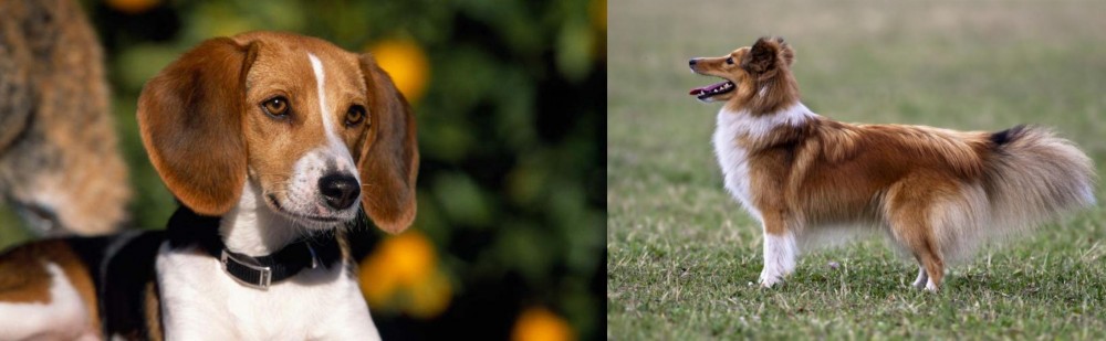 Shetland Sheepdog vs American Foxhound - Breed Comparison