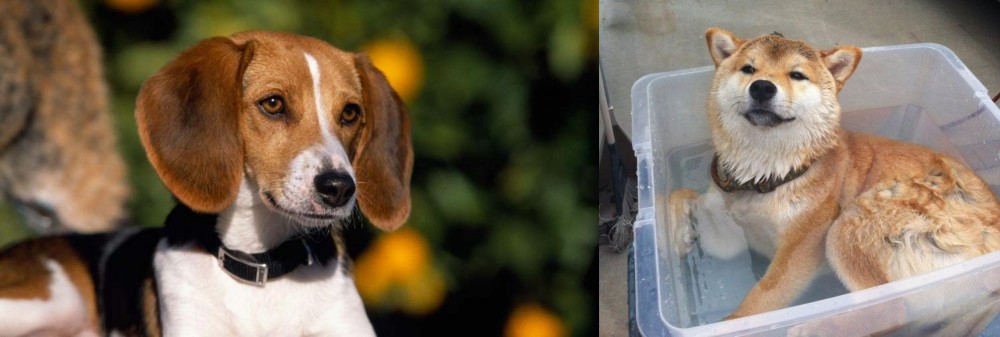 Shiba Inu vs American Foxhound - Breed Comparison